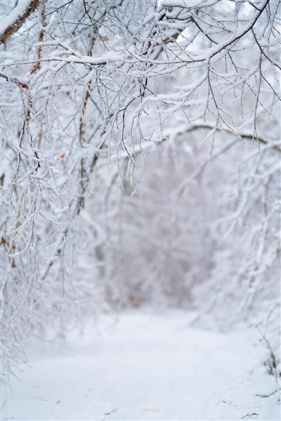 منظره زمستانی زیبا با درختان پوشیده از برف