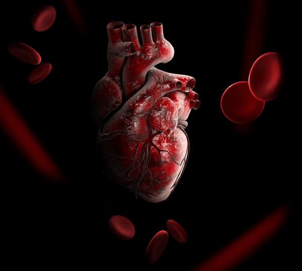 تصویر سه بعدی آناتومی قلب انسان - جدا شده روی سیاه
