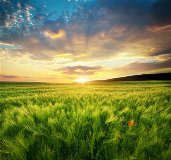 چمنزار گندم در غروب آفتاب ترکیب طبیعت