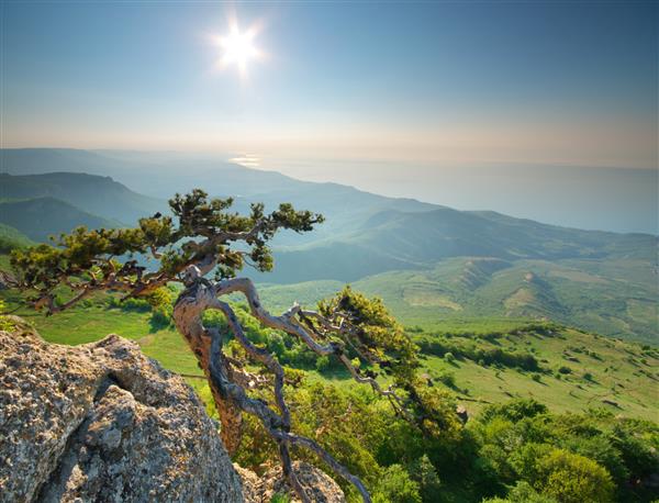 صنوبر چشم انداز کوهستانی در ترکیب لبه طبیعت