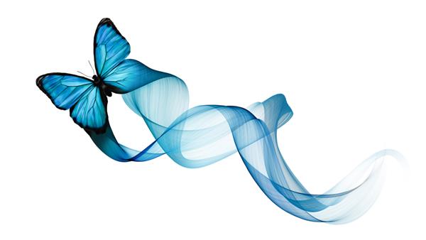 پروانه آبی روشن با امواج در هوا پرواز می کند