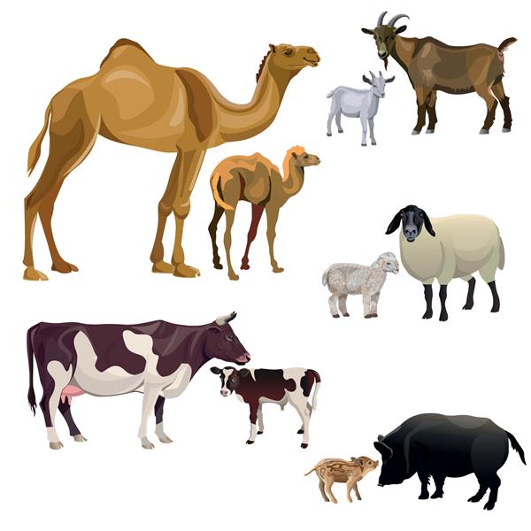 حیوانات مزرعه و بچه هایشان شتر گاو بز گوسفند و خوک تصویر وکتور جدا شده در پس زمینه سفید