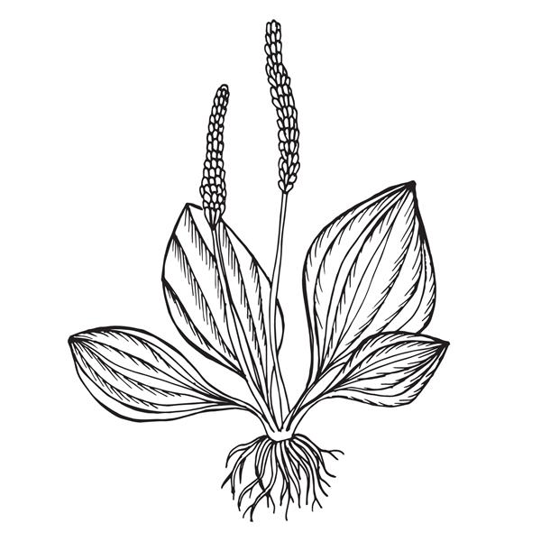 چنار Doodle طرح سیاه و سفید گیاهی مفید در پس زمینه سفید است