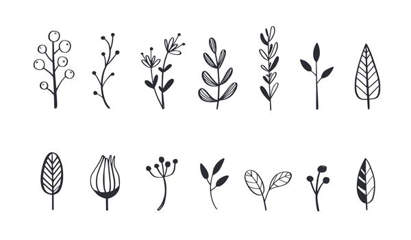 ست ابله چای گیاهی و گل وکتور تصویر گیاه شناسی با دست کشیده شده است اشیاء جدا شده روی سفید