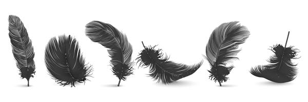 وکتور 3 بعدی واقع گرایانه متفاوت مجموعه پرهای تابدار سیاه و سفید در حال سقوط جدا شده روی پس زمینه سفید الگوی طراحی کلیپ پر جزئیات فرشته یا پرنده در اشکال مختلف