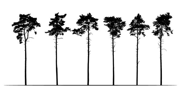 تنظیم تصویر واقعی از درختان کاج بلند مخروطی جدا شده در پس زمینه سفید - وکتور