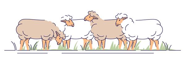 تصویر وکتور گله گوسفند در مرتع مسطح مفهوم کارتونی دامپروری دامپروری با طرح کلی میش چرا المان طراحی ایزوله تولید پشم گوسفند و گوشت بره