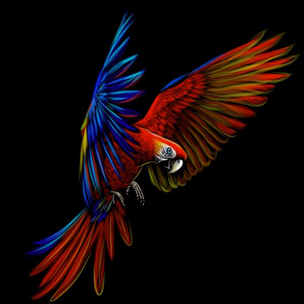 پرتره طوطی ماکائو در حال پرواز تصویر رنگی از طوطی ماکائوی آبی-قرمز در پس زمینه سیاه