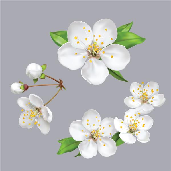 گل های بهاری شکوفه گل های درخت سیب سفید در پس زمینه خاکستری