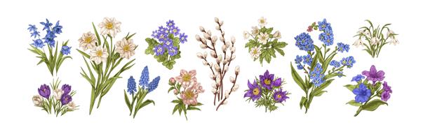 نقاشی های گل بهاری به سبک قدیمی مجموعه گیاه شناسی با دست طراحی شده با گیاهان گلدار وحشی با برگ نرگس بید بیدمشک تصاویر گرافیکی وکتور رنگی جدا شده در پس زمینه سفید