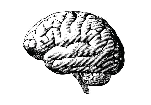 حکاکی تصویر مغز در مقیاس خاکستری رنگ تک رنگ در پس زمینه سفید