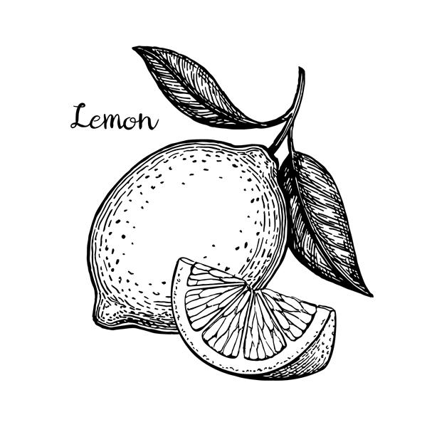 تصویر وکتور دستی از لیمو جدا شده در پس زمینه سفید سبک یکپارچهسازی با سیستمعامل