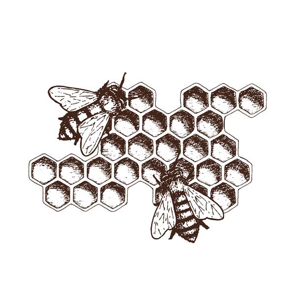 تصویر طرح جوهر کشیده شده با دست از شانه های عسل محصول طبیعی ارگانیک بردار