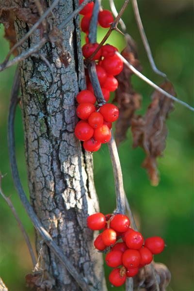 توت قرمز Schisandra chinensis درخت ماگنولیا میوه پنج طعم دار وو وی زی