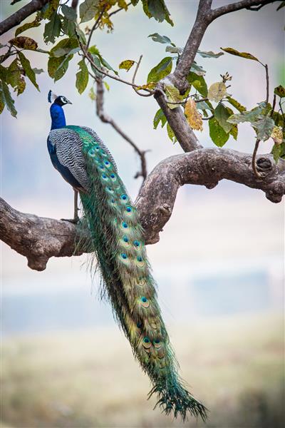 درخت طاووس در پارک ملی کانها در هند