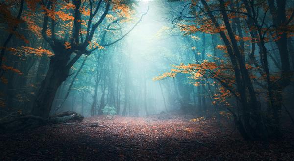 جنگل عرفانی زیبا در مه آبی در پاییز منظره رنگارنگ با درختان مسحور با برگ های نارنجی و قرمز منظره ای با مسیر در جنگل مه آلود رویایی رنگ های پاییزی در ماه اکتبر پس زمینه طبیعت