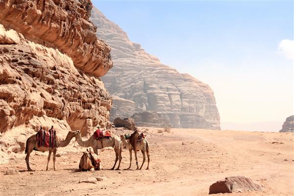 چهار شتر در صحرای وادی روم اردن