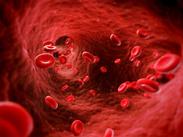 تصویر سه بعدی از سلول های خون انسان