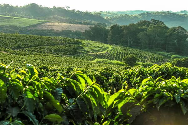 مزرعه قهوه در برزیل با خط افق با کوه ها در پس زمینه