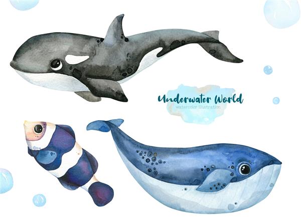 ساکنان زیر آب تصویر آبرنگ نقاشی شده با دست از ماهی دلقک کارتونی نهنگ و نهنگ قاتل جدا شده در پس زمینه سفید