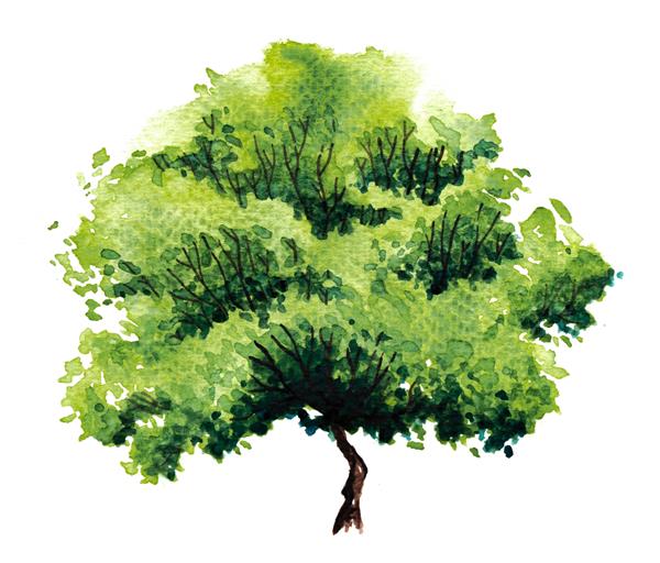 درخت سبز با برگ نقاشی آبرنگ کشیده شده با دست ایزوله روی پس‌زمینه سفید پاشیدن رنگارنگ در کاغذ بافت مرطوب با برس‌های رنگ استوک است درخت تابستانی شیک طراحی اکو