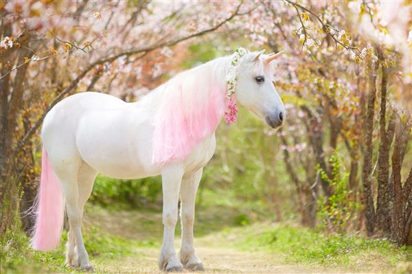 اسب تک شاخ عکس یک اسب شاخدار سفید برفی با یال و دم صورتی و سفید در یک باغ گل بهاری یک باغ جادویی