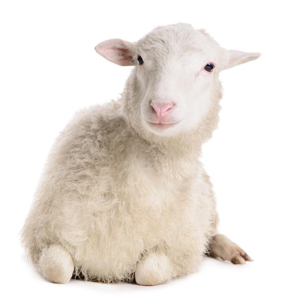 گوسفند جدا شده در پس زمینه سفید