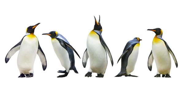 پنگوئن های امپراتور جدا شده در زمینه سفید