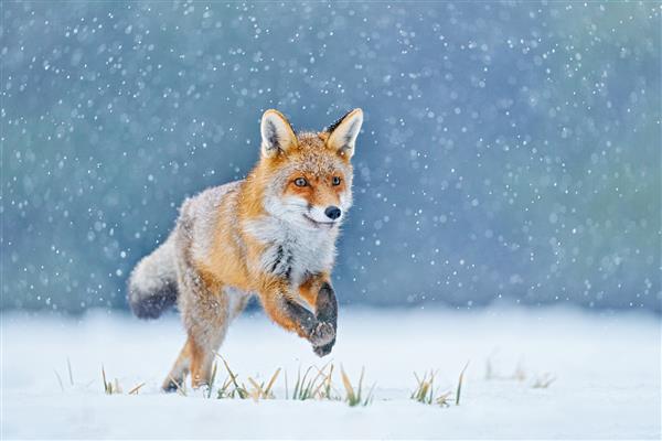 روباه در چمنزار جنگلی زمستانی با برف سفید شکار روباه قرمز Vulpes vulpes صحنه حیات وحش از اروپا حیوان کت خز نارنجی در زیستگاه طبیعت