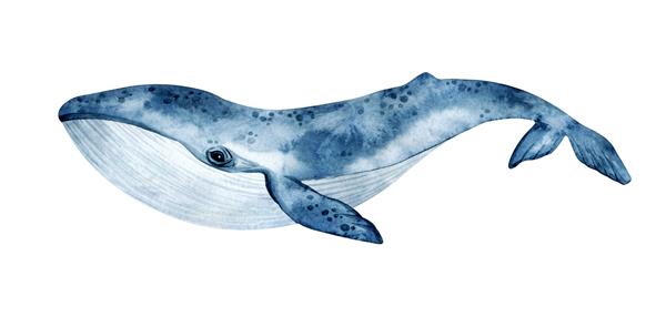 تصویر نهنگ آبی با آبرنگ جدا شده در پس زمینه سفید هنر واقعی حیوانات زیر آب نقاشی شده با دست