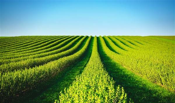 ردیفی از بوته های توت سیاه در مزرعه تابستانی در روز آفتابی موقعیت مکانی اوکراین اروپا عکس مفهوم خلاقیت تصویری زیبا از زمین های کشاورزی در فصل بهار زیبایی های زمین را کشف کنید