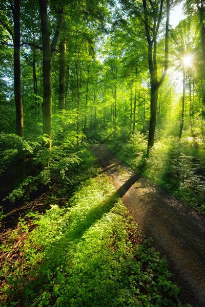 پرتوهای خورشید مناظر سبز پر جنب و جوشی از نور و سایه را در مسیر جنگلی ایجاد می کند