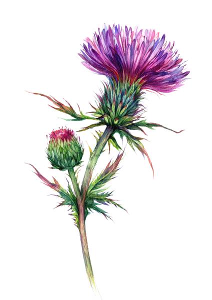 تصویر گیاه شناسی خار در سبک قدیمی نقاشی آبرنگ گیاه گلدار بنفش جدا شده روی سفید Meadow Wildflower از نزدیک