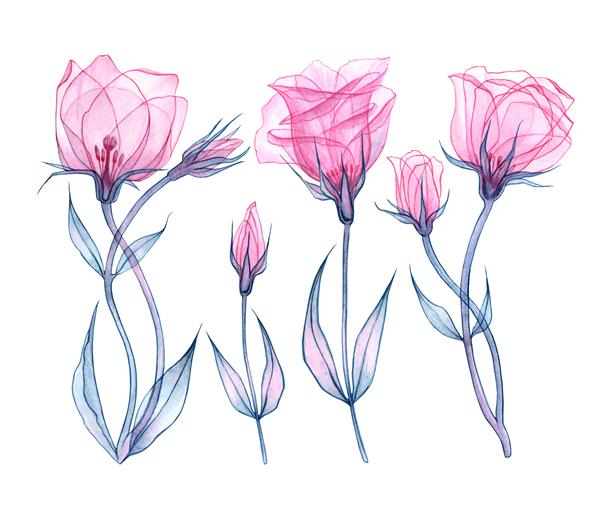 مجموعه ایستومای شفاف صورتی اشعه ایکس گل استوما گل ظریف ساقه با برگ گلبرگ و مادگی نقاشی با آبرنگ طراحی شده با دست طراحی قاب گل جدا شده در پس زمینه سفید