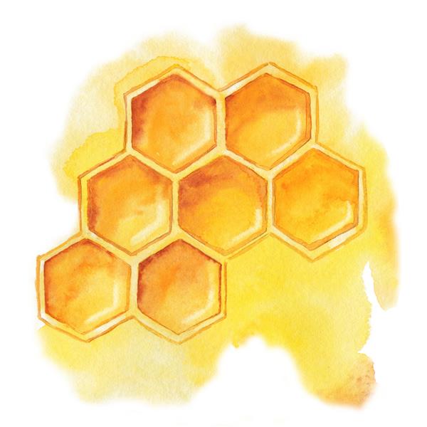 لانه زنبوری با عسل محصول زنبور عسل جدا شده در زمینه سفید تصویر آبرنگ از نمای نزدیک طراحی بسته بندی و بسته بندی عسل صنایع غذایی زنبوردار