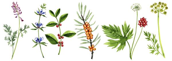 نقاشی با آبرنگ گیاهان دارویی تصویر کشیده شده با دست