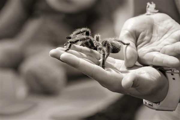 کودکی که یک عنکبوت رتیل را روی دست خود گرفته است تون قهوه ای عمق میدان کم