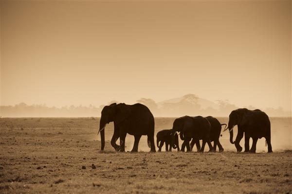 سیلوئت فیل ها پارک ملی آمبوسلی کنیا