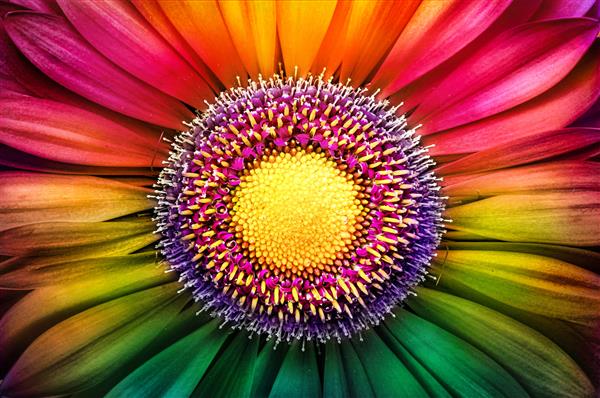گل ژربرا از نزدیک عکاسی ماکرو کارت پستال گل ژربرا رنگارنگ پس زمینه ماکرو رنگارنگ و مفهومی عاشقانه طبیعی