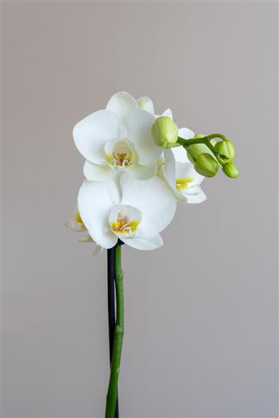 عکس نزدیک از گل های ارکیده سفید زیبا Phalaenopsis جدا شده