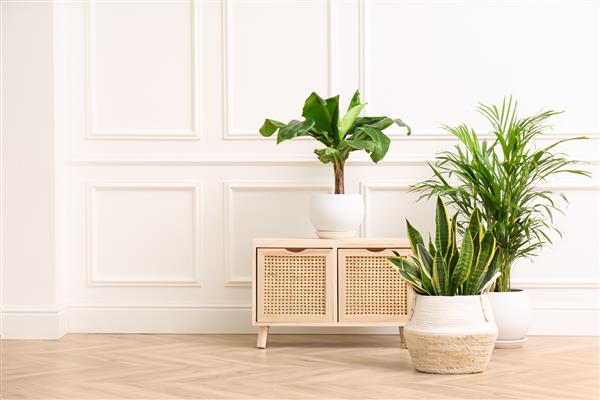 گیاهان مختلف داخلی زیبا و کمد چوبی در نزدیکی دیوار سفید اتاق دکوراسیون خانه