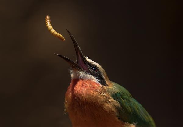 این تصویر نزدیک یک پرنده زنبورخوار وحشی Merops bullockoides را نشان می دهد که یک میان وعده کرم آرد را به هوا پرتاب می کند