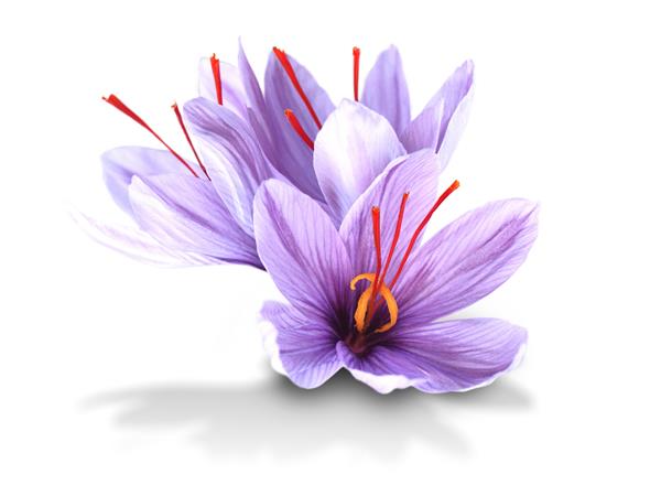 زعفران ادویه ای است که از گل Crocus sativus به دست می آید