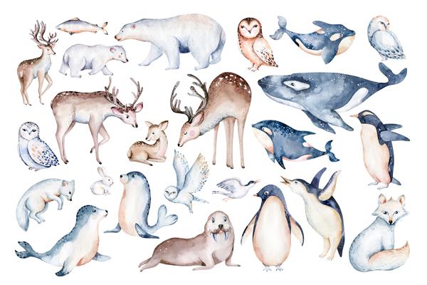 مجموعه آبرنگ حیوانات قطبی جغد برفی گوزن شمالی خرس قطبی روباه پنگوئن نهنگ خرگوش مهر دریایی