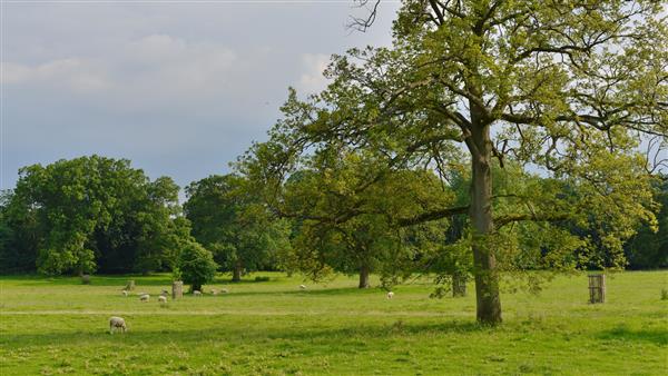 منظره‌ای از یک درخت بلوط در یک زمین سبز با آسمان آبی در بالا