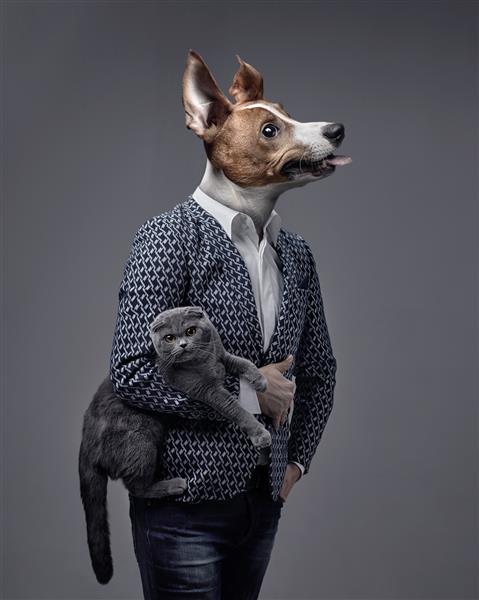 یک تاجر با سر سگ جک راسل تریر گربه ای در دست دارد اسکاتلندی فولد خاکستری بیش از پس زمینه ایزوله