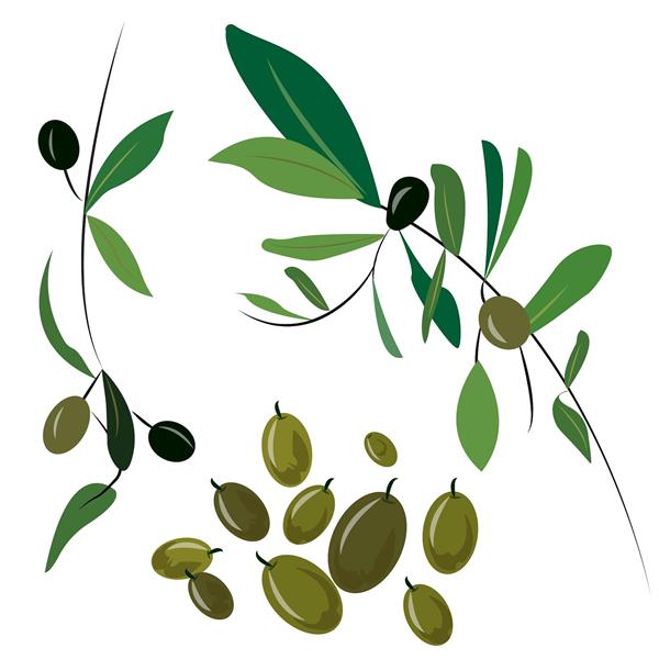green and black olives with leaves and stems.eps زیتون سبز و سیاه با برگ و ساقه