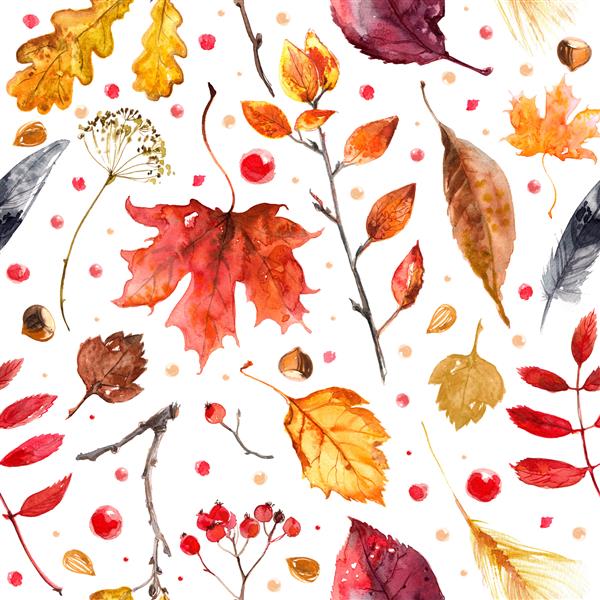 الگوی برگ های پاییزی که با آبرنگ در زمینه سفید نقاشی شده است برگ های روشن رنگی با دست نقاشی شده رنگ بافت آبرنگ شاخه خشک بلوط برگ افرا