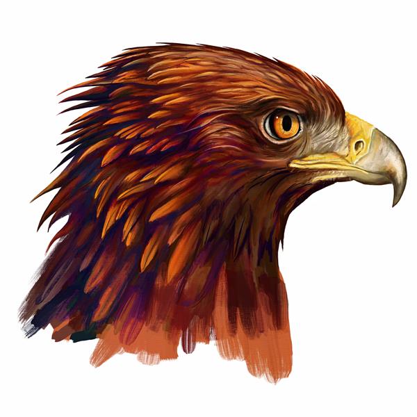 نقاشی دیجیتال سر عقاب