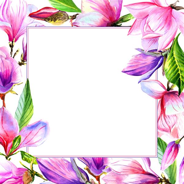 قاب گل ماگنولیا گل وحشی در سبک آبرنگ جدا شده نام کامل گیاه مگنولیا گل وحشی آکوارل برای پس زمینه بافت الگوی لفاف قاب یا حاشیه